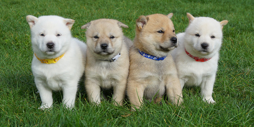 hokkaido ken puppies