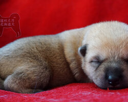 open gallery 'Hokkaido Puppies Week 1'