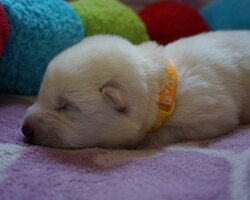 open gallery 'Hokkaido Puppies - Week 2'