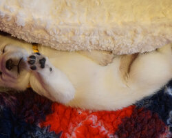 open gallery 'Hokkaido Puppies - Week 4'