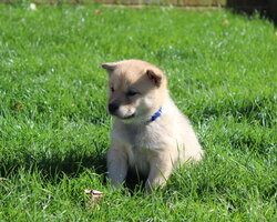 open gallery 'Hokkaido Puppies - Week 5'